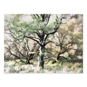 BOMEN FOTO AFDRUK
