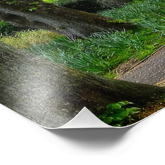 Bomen Foto Afdruk (Hoek)