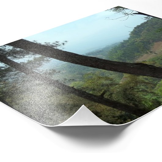 Bomen Foto Afdruk (Hoek)