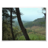 Bomen Foto Afdruk (Voorkant)
