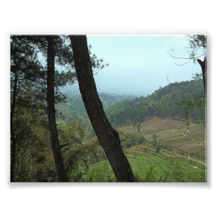 Bomen Foto Afdruk