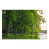 Bomen Foto Afdruk (Voorkant)