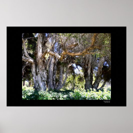 Bomen in Balboa Park Poster (Voorkant)