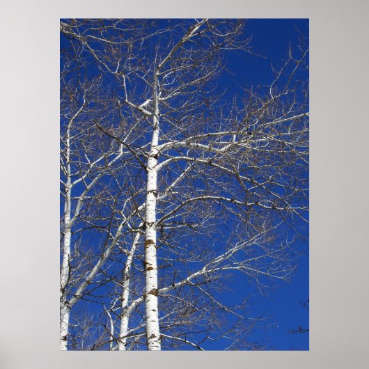 Bomen in blauw poster (Voorkant)