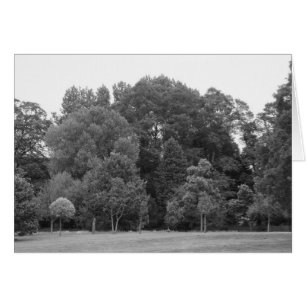 Bomen in Bute Park, Cardiff - BW