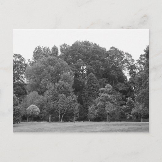 Bomen in Bute Park, Cardiff - BW Briefkaart (Voorkant)