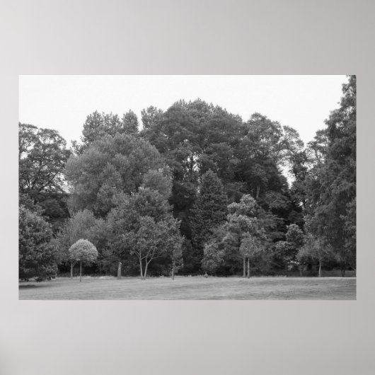 Bomen in Bute Park, Cardiff - BW Poster (Voorkant)