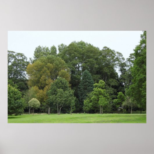 Bomen in Bute Park, Cardiff Poster (Voorkant)