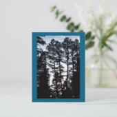 Bomen in CO-bergen Briefkaart (Staand voorkant)