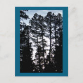 Bomen in CO-bergen Briefkaart (Voorkant)