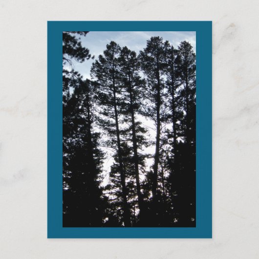 Bomen in CO-bergen Briefkaart (Voorkant)