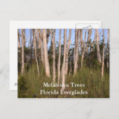 Bomen in de Everglades, Melaleuca TreesFlorida... Briefkaart (Voorkant / Achterkant)