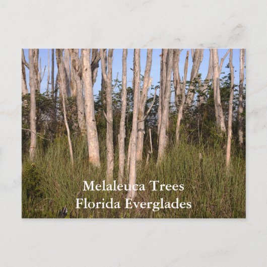 Bomen in de Everglades, Melaleuca TreesFlorida... Briefkaart (Voorkant)