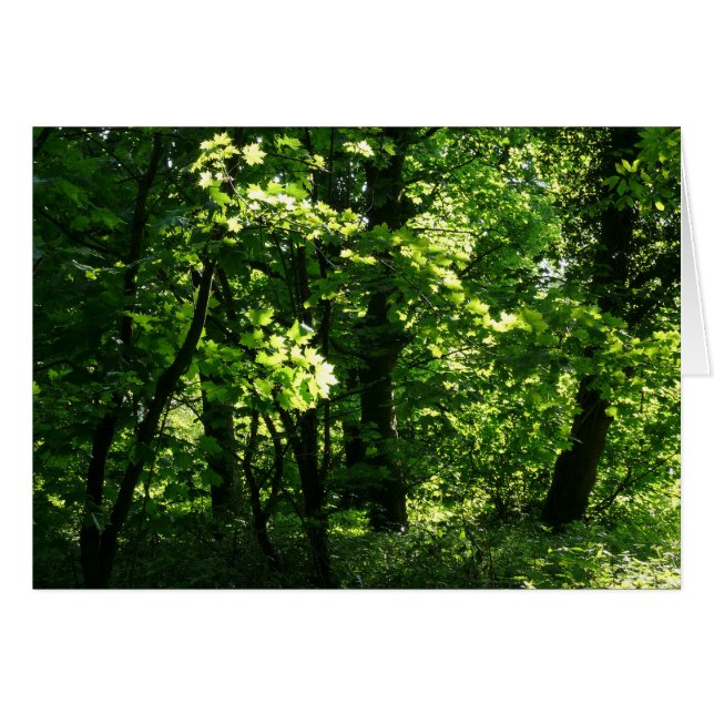 Bomen in de lente. Bute Park, Cardiff. Wales (Voorkant Horizontaal)