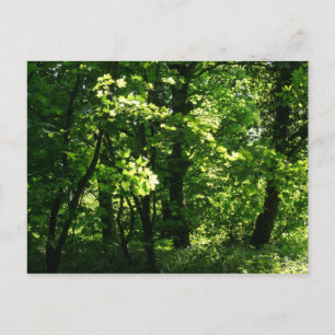 Bomen in de lente. Bute Park, Cardiff. Wales Briefkaart