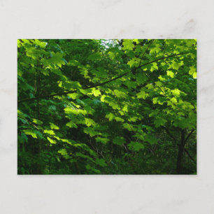 Bomen in de lente. Bute Park, Cardiff. Wales Briefkaart