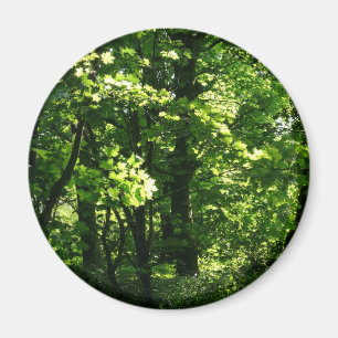 Bomen in de lente. Bute Park, Cardiff. Wales Magneet