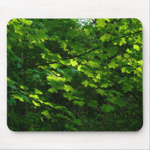 Bomen in de lente. Bute Park, Cardiff. Wales Muismat