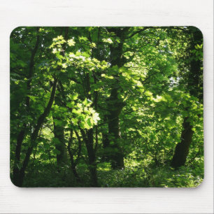 Bomen in de lente. Bute Park, Cardiff. Wales Muismat