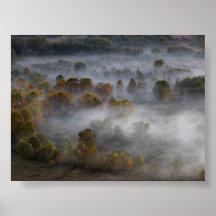 Bomen in de ochtendmist