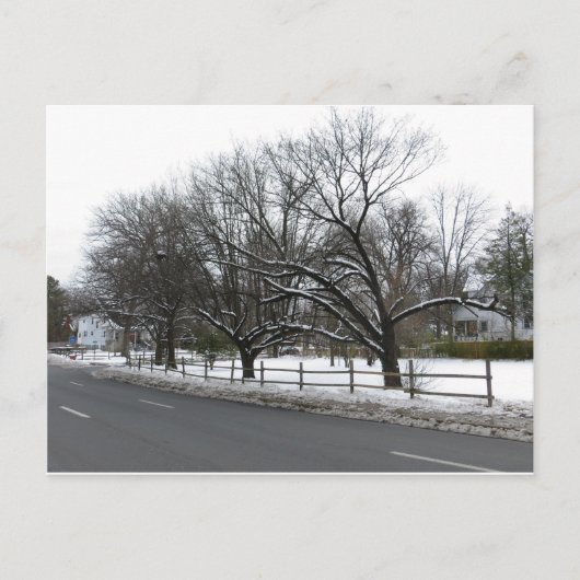 Bomen in de sneeuw briefkaart (Voorkant)