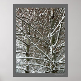 Bomen in de sneeuwwinterfoto poster