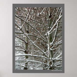 Bomen in de sneeuwwinterfoto poster