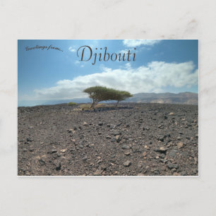 Bomen in de wilde natuur in Djibouti Briefkaart