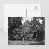 Bomen in de zomer van BW Briefkaart (Voorkant / Achterkant)