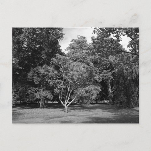 Bomen in de zomer van BW Briefkaart (Voorkant)