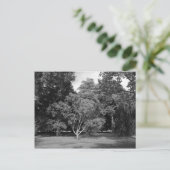 Bomen in de zomer van BW Briefkaart (Staand voorkant)