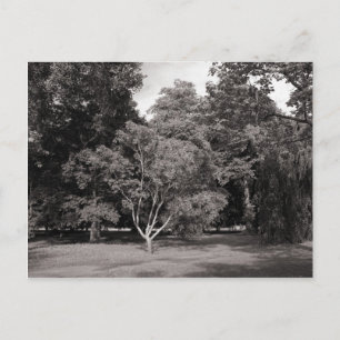 Bomen in de zomer - Warm getinte BW Briefkaart