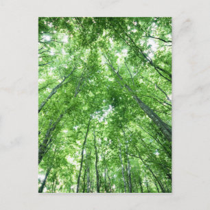 Bomen in een bos van het bodemuitzicht briefkaart