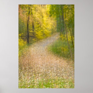 Bomen in herfstkleuren en met bladeren bedekt pad poster