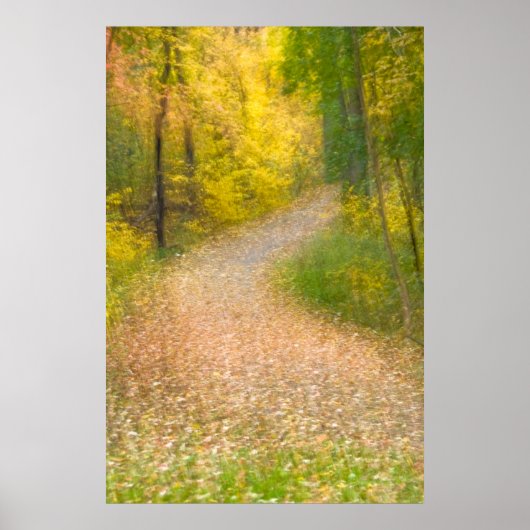 Bomen in herfstkleuren en met leder omgeven Pathwa Poster (Voorkant)
