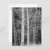 Bomen in het bos tijdens de winter briefkaart (Voorkant / Achterkant)