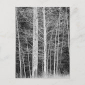 Bomen in het bos tijdens de winter briefkaart (Voorkant)