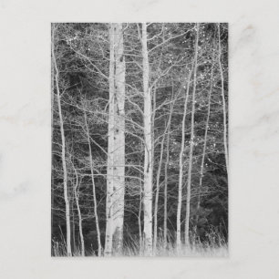 Bomen in het bos tijdens de winter briefkaart