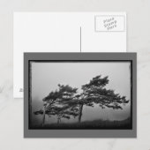 bomen in het briefkaart van de wind (Voorkant / Achterkant)