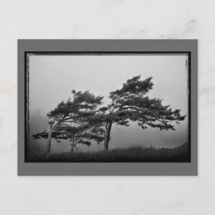 bomen in het briefkaart van de wind