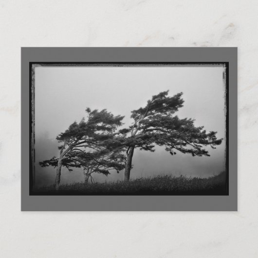 bomen in het briefkaart van de wind (Voorkant)