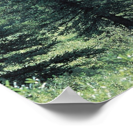 Bomen in het nationaal park Glacier, Montana Poster (Hoek)