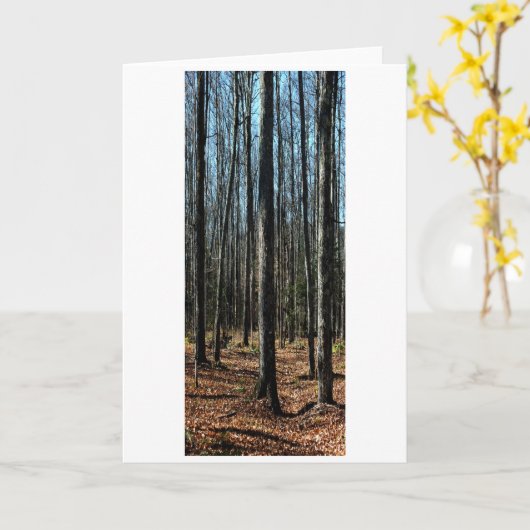 Bomen in late herfst: digitaal veranderd bos kaart (Gele Bloem)