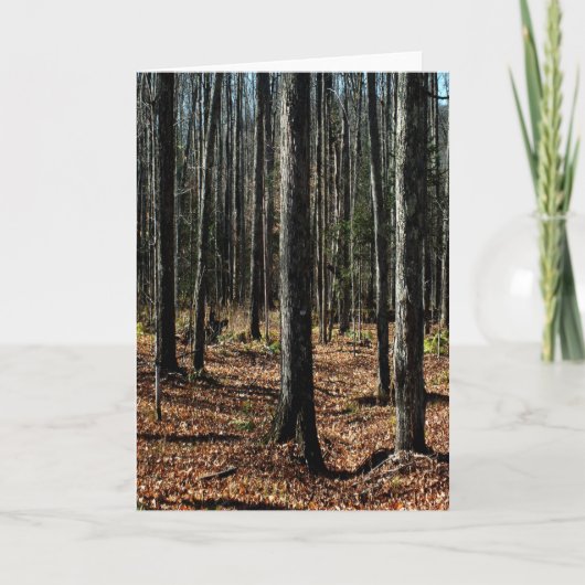 Bomen in late herfst: digitaal veranderd bos kaart (Voorkant)