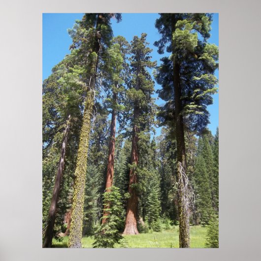 Bomen in Mariposa Grove Poster (Voorkant)