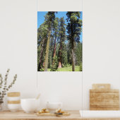 Bomen in Mariposa Grove Poster (Keuken)