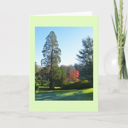 Bomen in parkland feestdagen kaart (Voorkant)