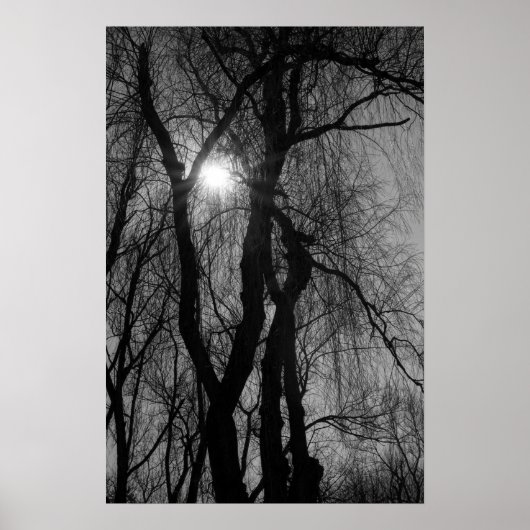Bomen in Silhouette Sun Rays Black en White Poster (Voorkant)