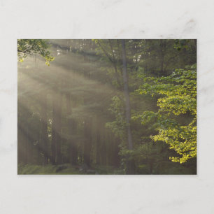 Bomen langs 7 Lakes Drive, Harriman, NY Briefkaart