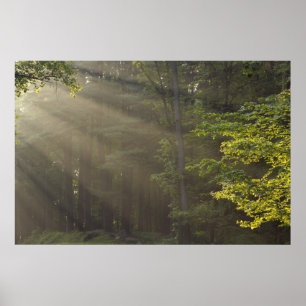 Bomen langs 7 Lakes Drive, Harriman, NY Poster